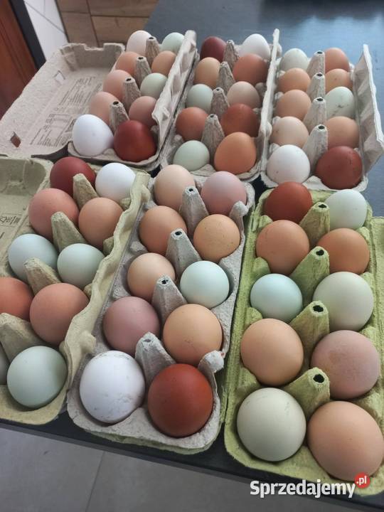 Jaka lęgowe mix ras Kolbuszowa sprzedam