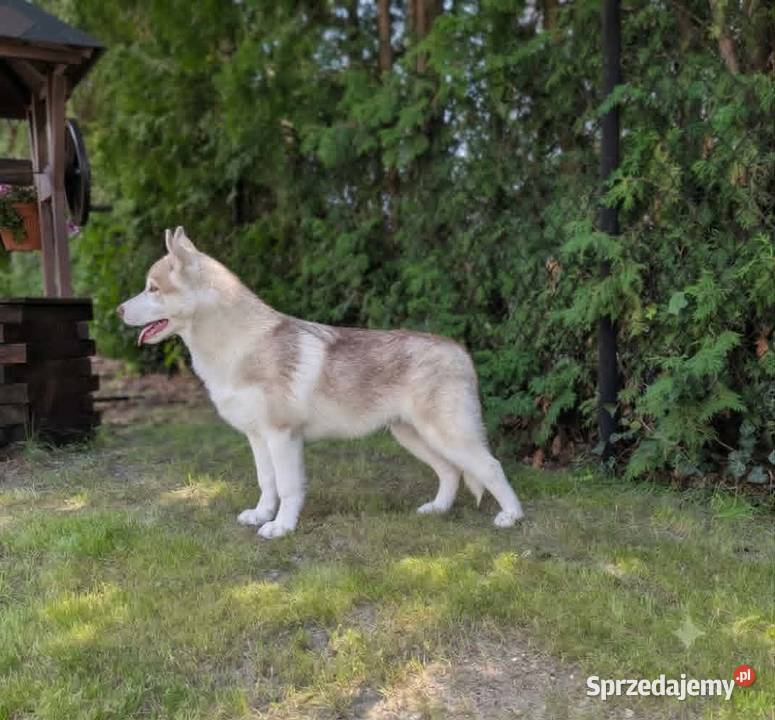 Siberian husky boy 4 miesięczny Racibórz