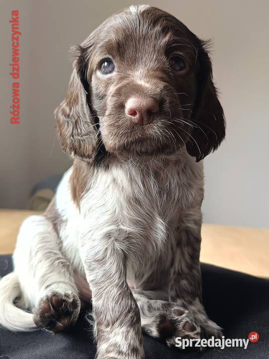 Polski Spaniel Myśliwski Pozostałe Kielce
