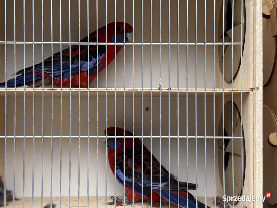 Rozella królewska opolskie Suchy Bór