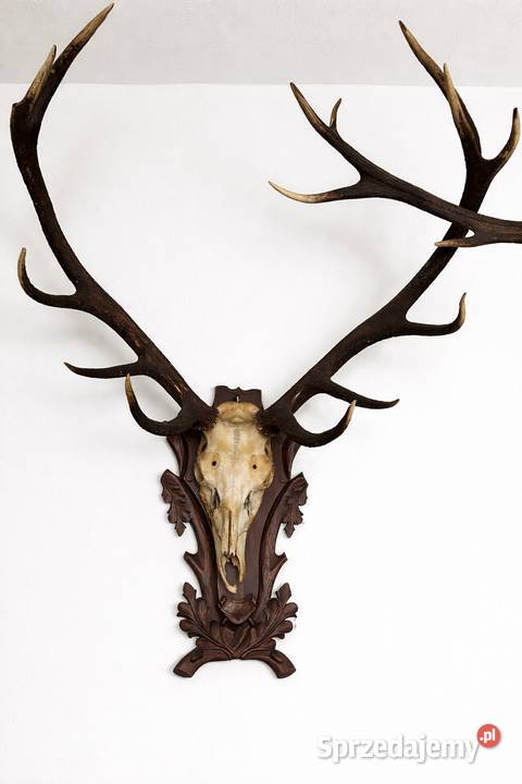 Ogromne Poroże jelenia z czaszka małopolskie Proszowice