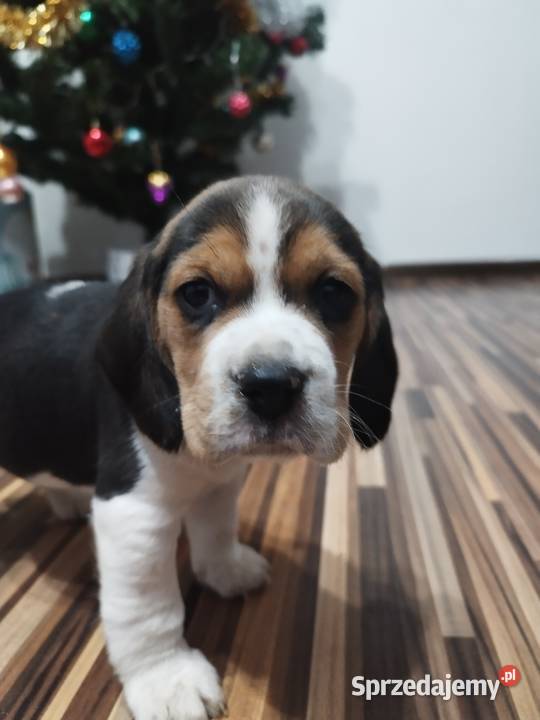Szczenięta rasy Beagle rodowodowe profil DNA Beagle Włocławek
