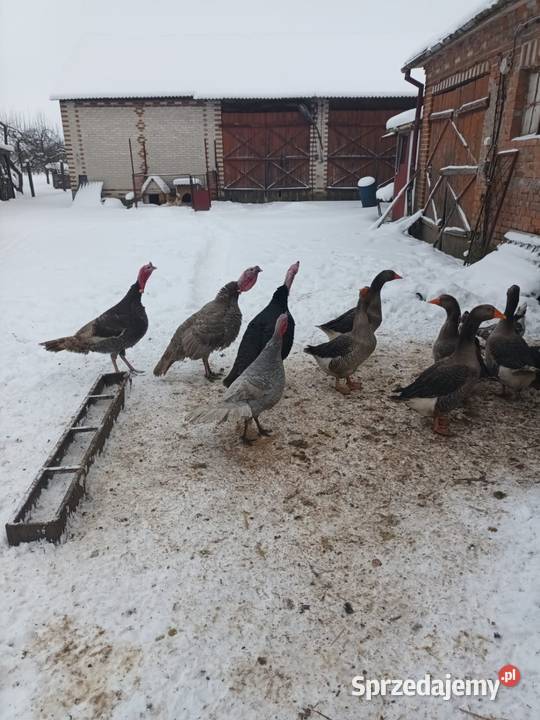 Indyki różne kolory