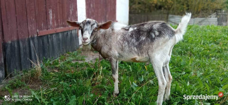 Sprzedam kozy i koziołka sprzedam