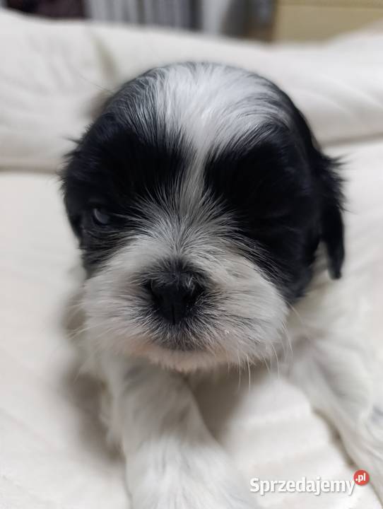 Shih tzu rodowód Wieluń