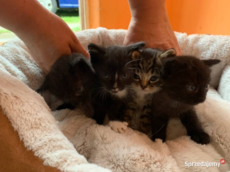 Dwa kotki szukają domu podkarpackie Przewrotne