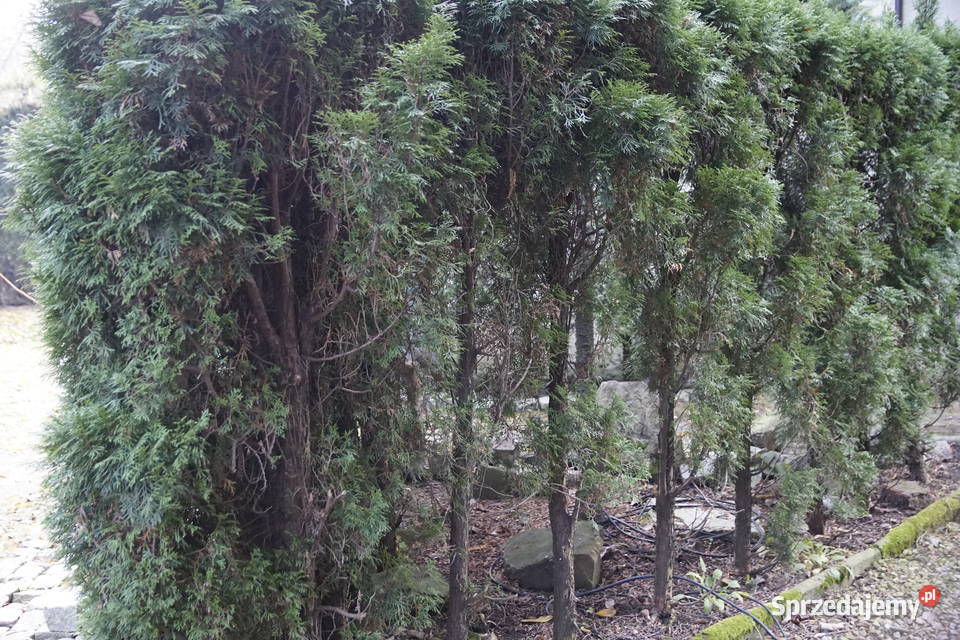 Tuje kilkuletnie Bielsko-Biała sprzedam