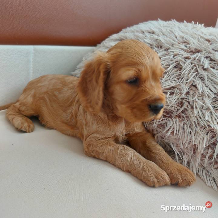 Cocker spaniel angielski Moroczyn