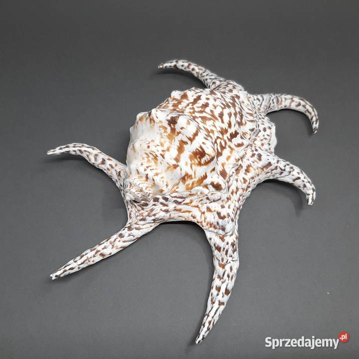 Muszla Szponiatka Duża Lublin sprzedam