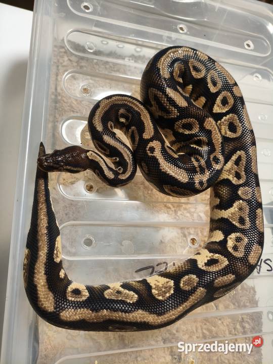 Hodowla pytonów królewskich Gady i płazy Gliwice