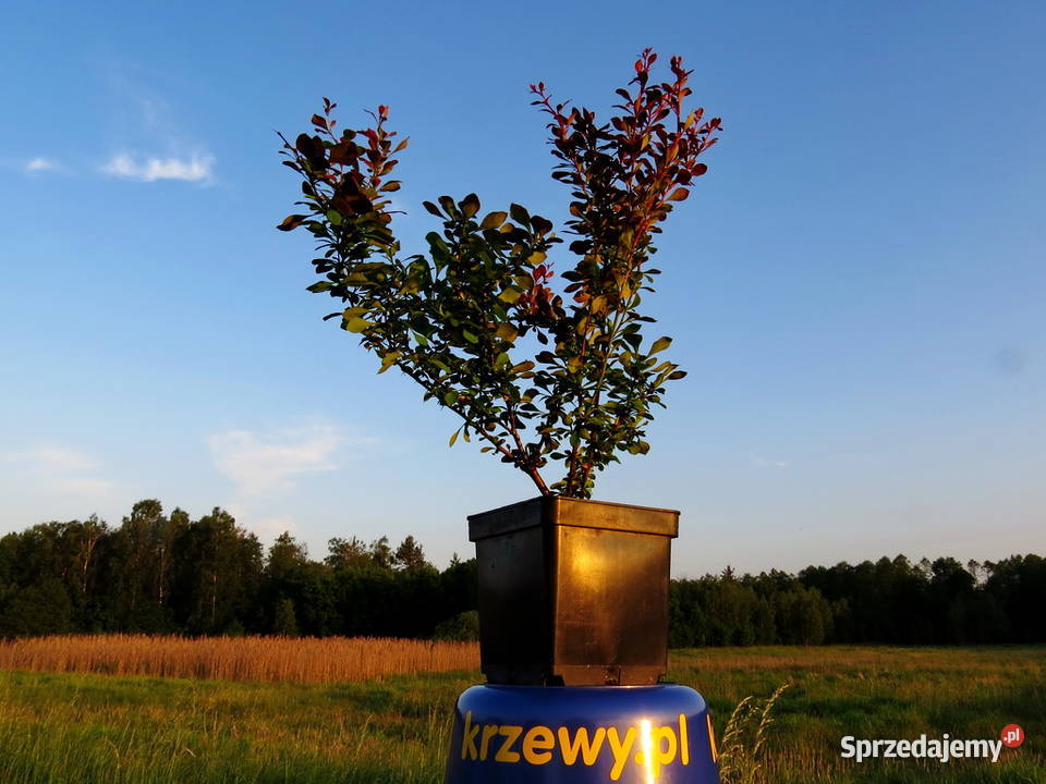Czerwony żywopłot obronny Kolczasty berberys