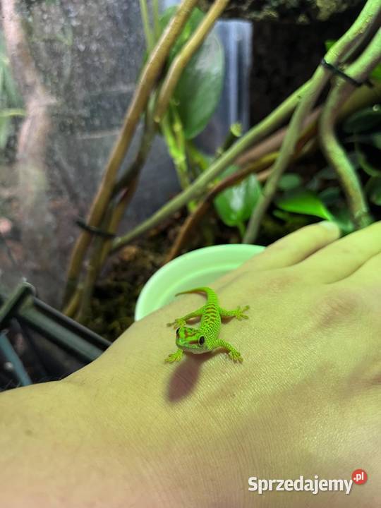 Felesumy Madagaskarskie Radom