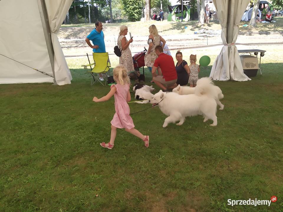 Samoyed samojed Związek Kynologiczny FCI Tarnawa Górna