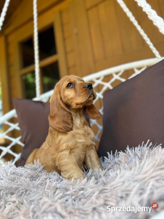 Piękny złoty piesek Cocker Spaniel Angielski Warszawa