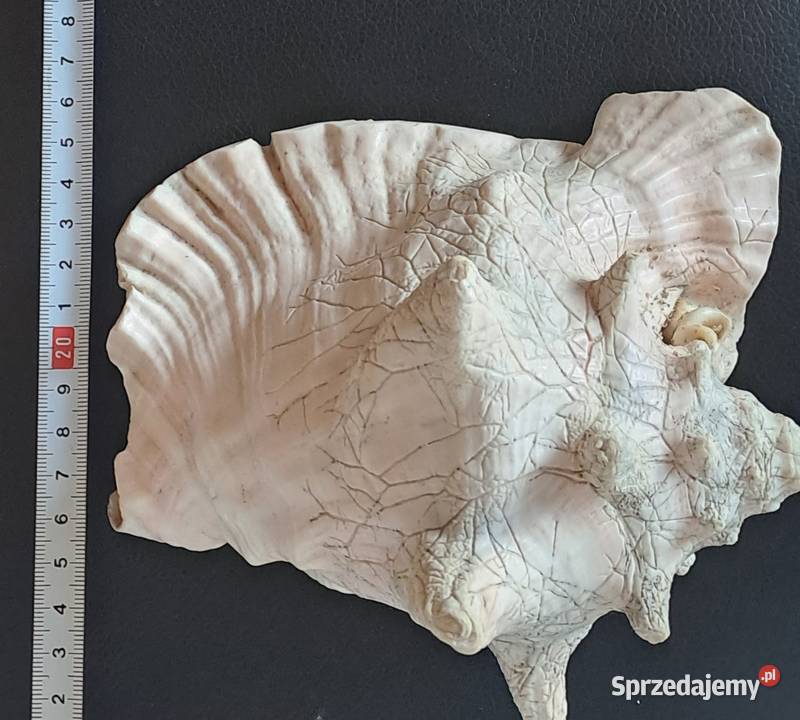 Muszla ozdobna stara Prl Pozostałe Wrocław