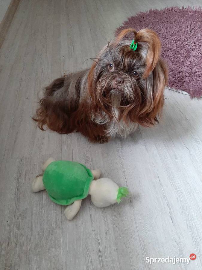 szczeniaczki shih tzu warmińsko-mazurskie Elbląg