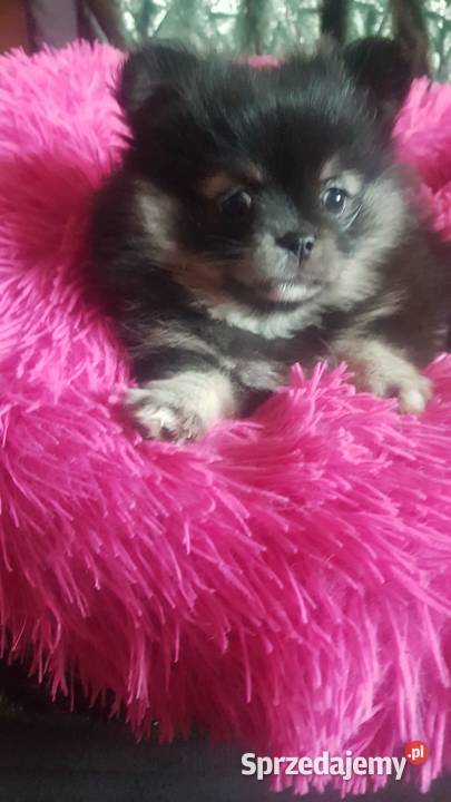 Śliczna suczka Szpic Miniaturowy Pomeranian Ciechanów sprzedam