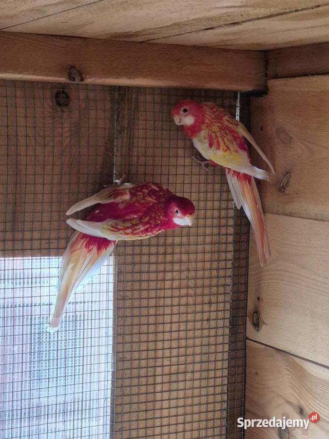 Rozelle białolice Zwierzęta kujawsko-pomorskie Brzezie