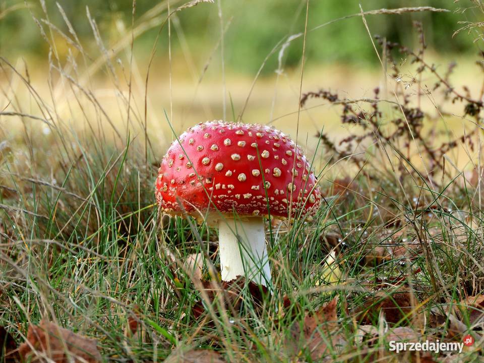 Nikon Coolpix B700 20 Mpix60x optzoom4KRAW Pabianice