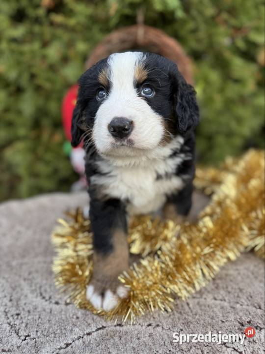 Piękna sunia Berneński Pies Pasterski z śląskie Katowice