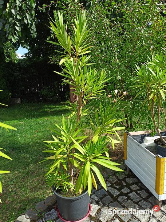Oleander różne kolory