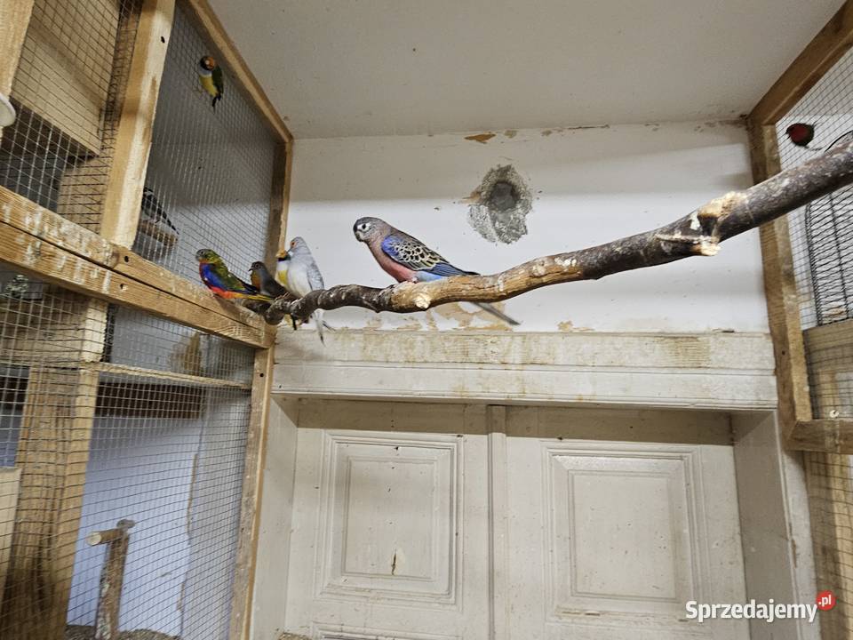 Papugi ptaki Haczów