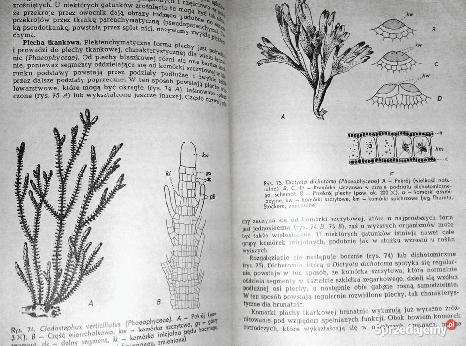 Botanika ogólna Wilhelm Nultsch Chełm