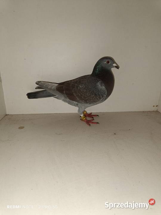 Gołębie Pocztowe Piękne Kolory Włocławek