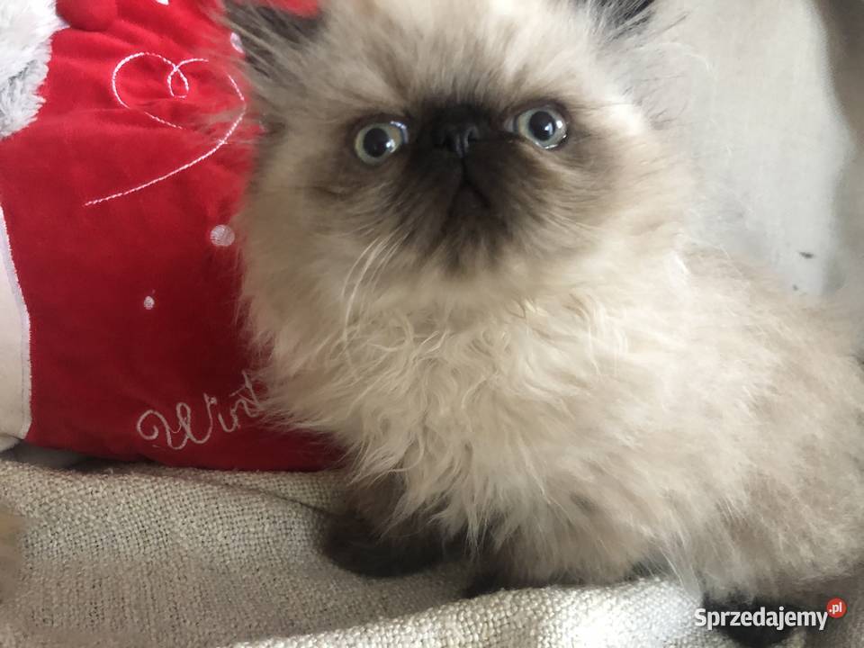 Koty perskie persy Pers Kędzierzyn-Koźle