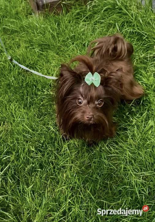 York Chocolate chłopiec Dobczyce