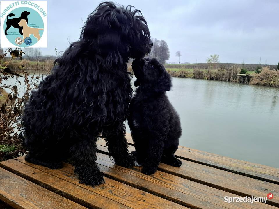 Szczenięta portugalski pies dowodny zkwp FCI kujawsko-pomorskie Makówiec