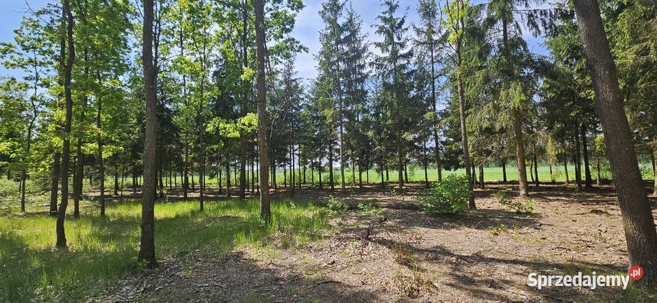 Działka bud 1202M2 WZ STUDNIE 1202m2