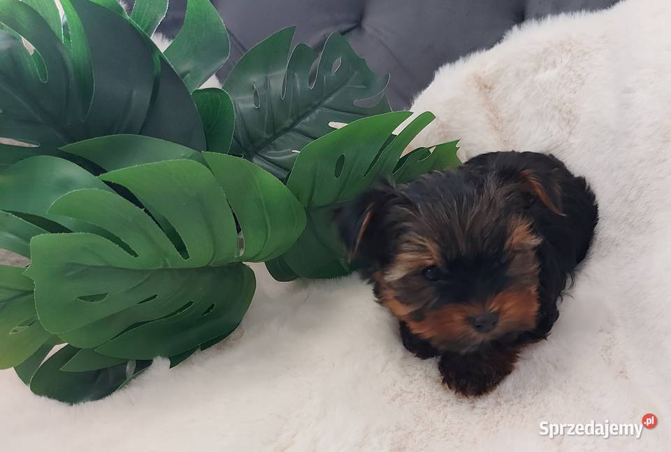 Piękny piesek yorkshire terrier York Brzeg Dolny sprzedam