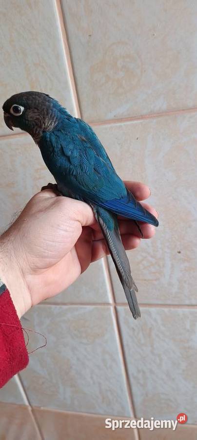 Ręcznie karmione rudosterki Zwierzęta Tychy