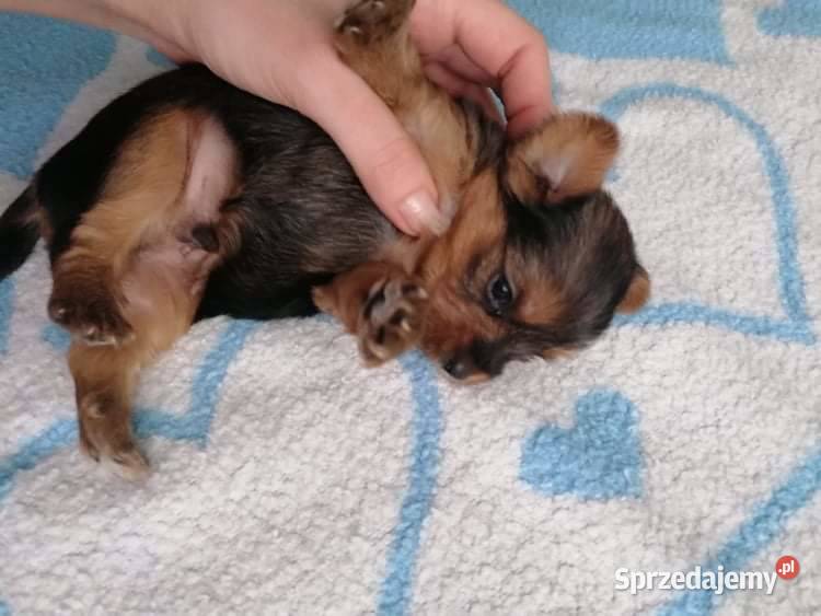 York shire terrier biewer carrier szczenięta Chorzów