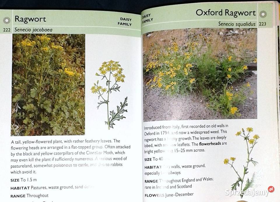 Wild flowers Martin Walters Collins Gem Chełm