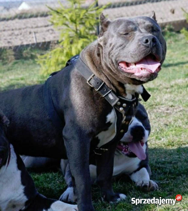 AmstaffBlue Suczki mazowieckie Płock