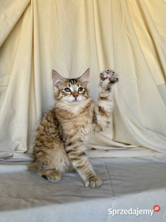 Norweskie kocięta Leśne Ostrołęka