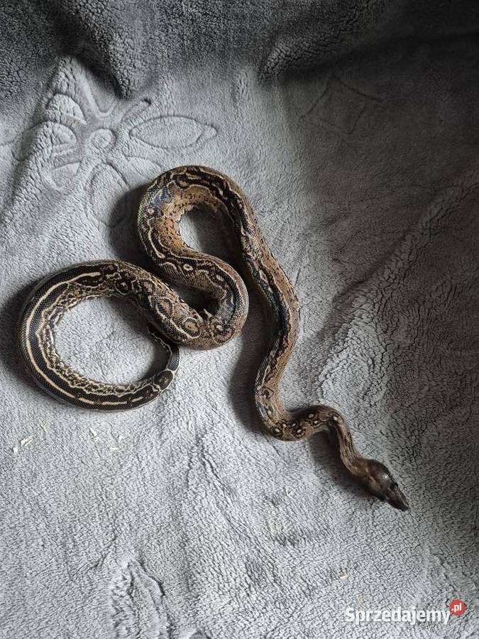 Boa cesarski Starachowice