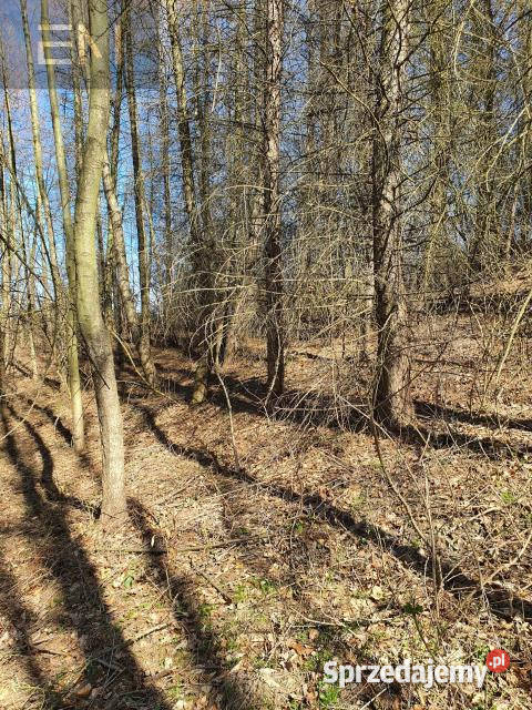 Działka 5000m2 Jazowa sprzedam