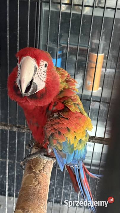 Ara Tropikana F2 Pyrzowice sprzedam