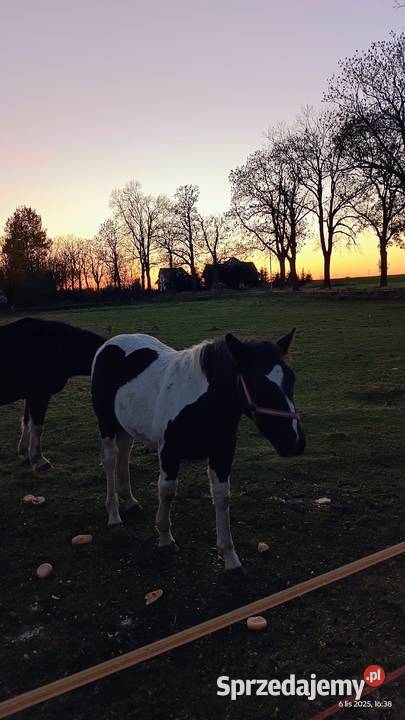 Sprzedam konie Konie Szprotawa