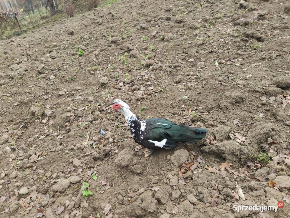 KACZKI FRANCUSKIE