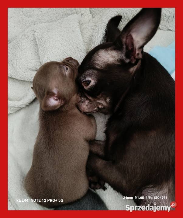Chihuahua czekoladowa Warszawa