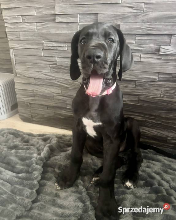 Dog niemiecki Zkwp fci Orneta