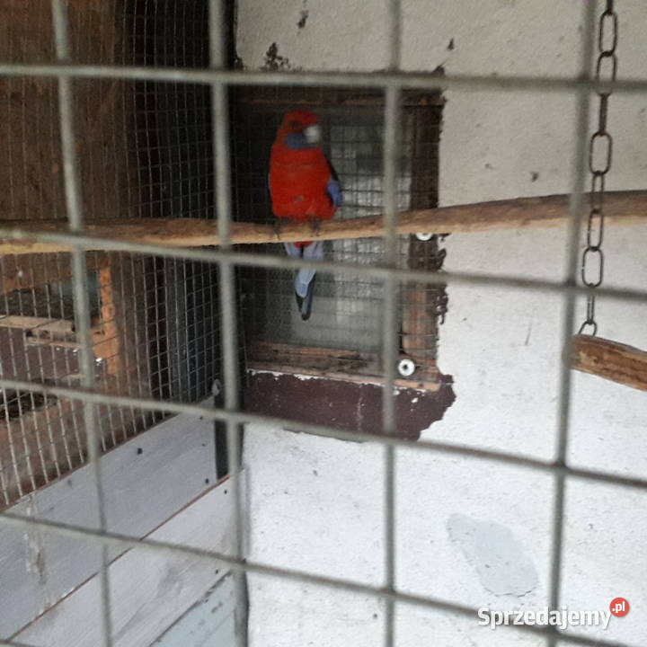 Papugi aleksandretta i rozella Chmielnik