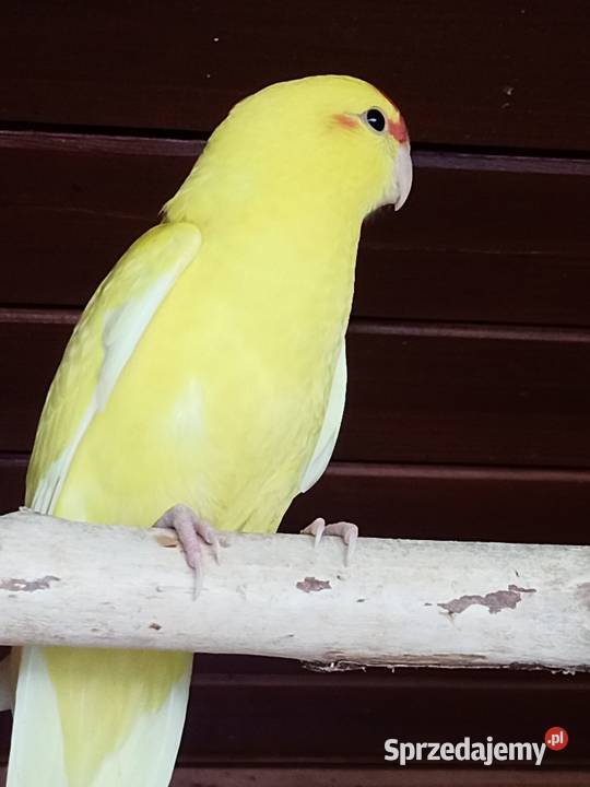 Sprzedam papugi modrolotki kozie Mechlin