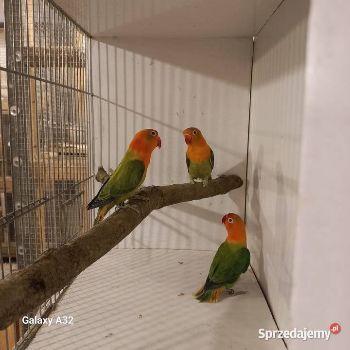 Nierozłączki fischera opale 2025r