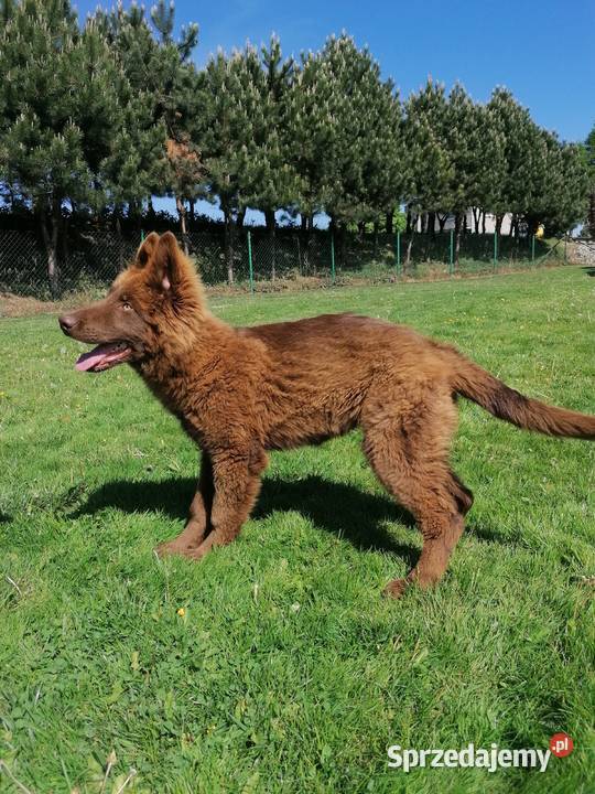 Owczarek niemiecki długowłosy liver czekoladowy Świerklany sprzedam