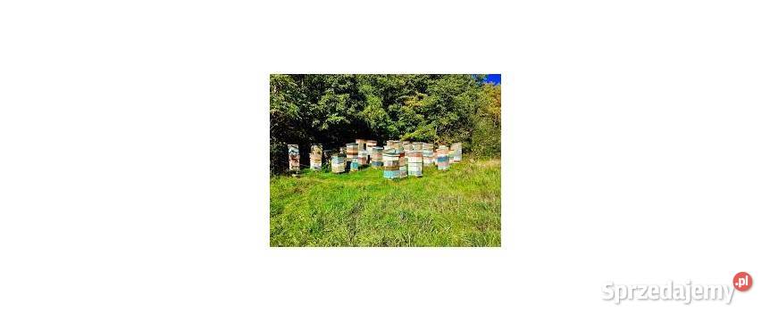 Użyczę przestrzeni pszczelarzowi Podlasie ok mazowieckie Warszawa